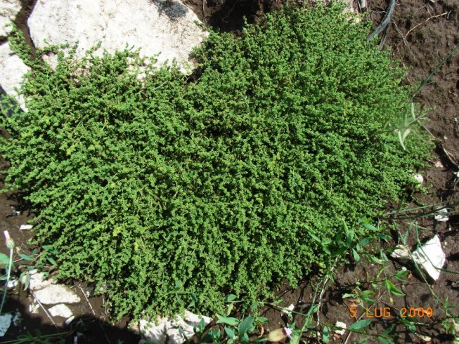 Matese - Herniaria glabra